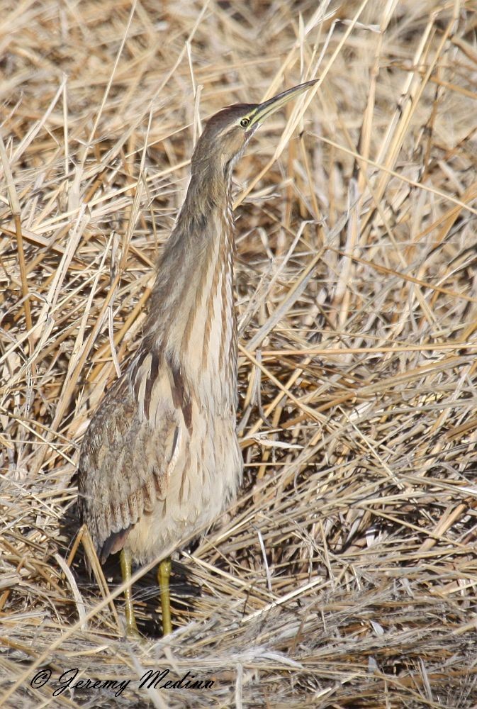 American Bittern - ML135448631