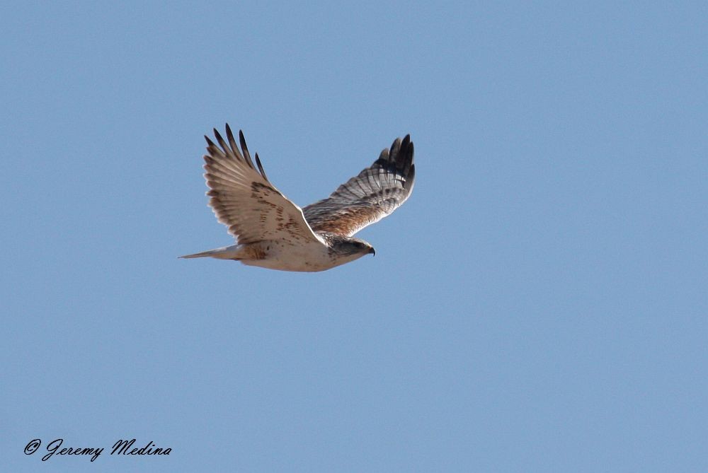 Ferruginous Hawk - ML135448651