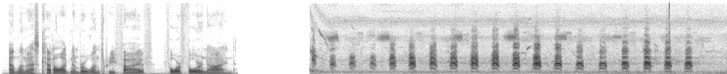 Arrano akrobata - ML135449