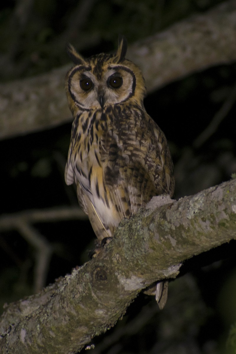 Striped Owl - ML135451201