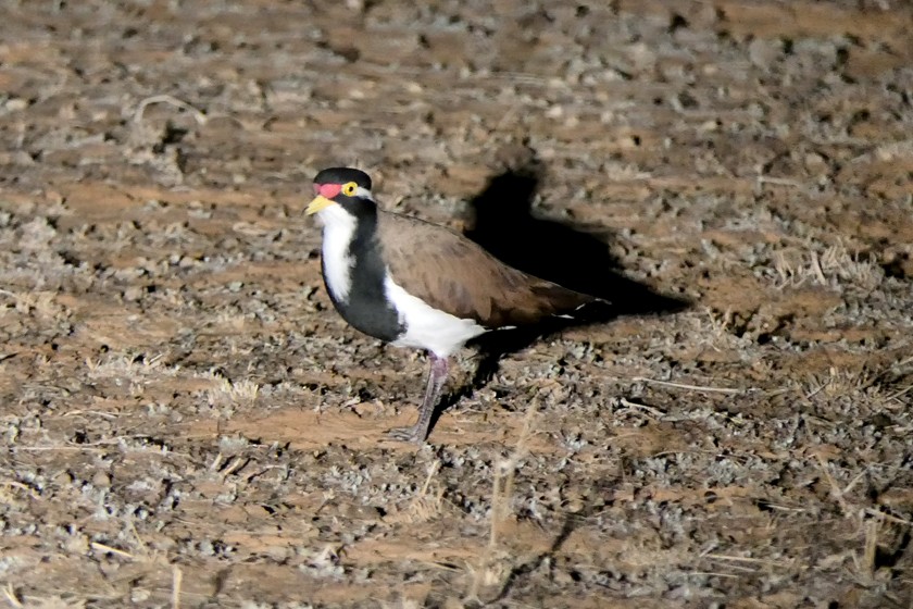 Avefría Tricolor - ML135451581