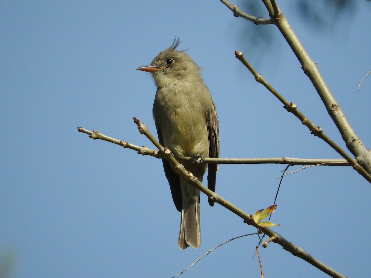 Greater Pewee - ML135452821