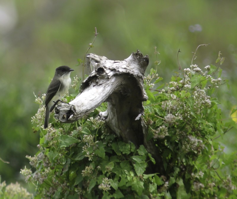 Eastern Phoebe - ML135456501