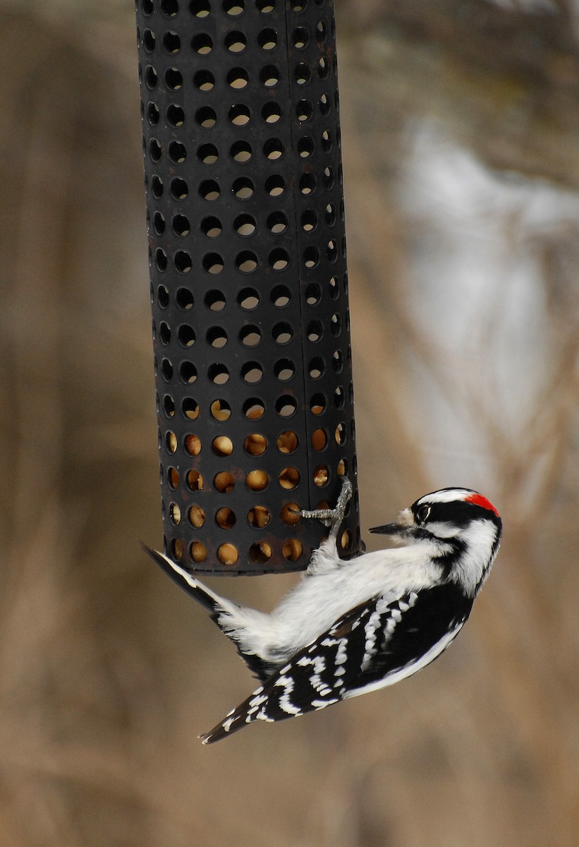 Downy Woodpecker - David M. Bell