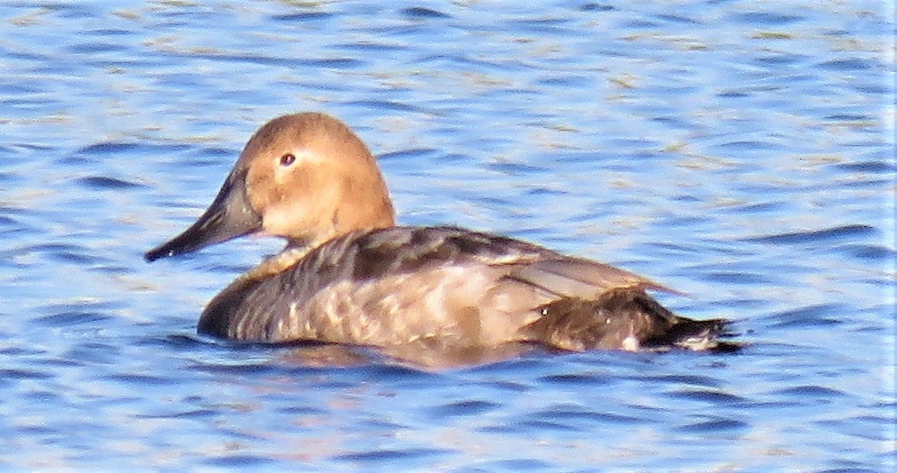 Canvasback - ML135458771