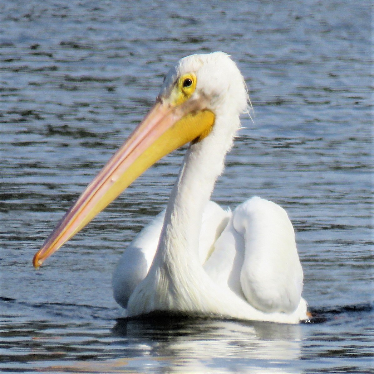 American White Pelican - ML135458981