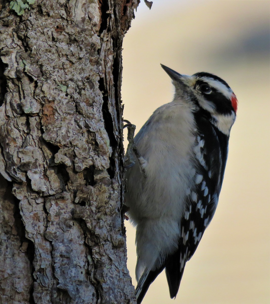 Downy Woodpecker - ML135459091