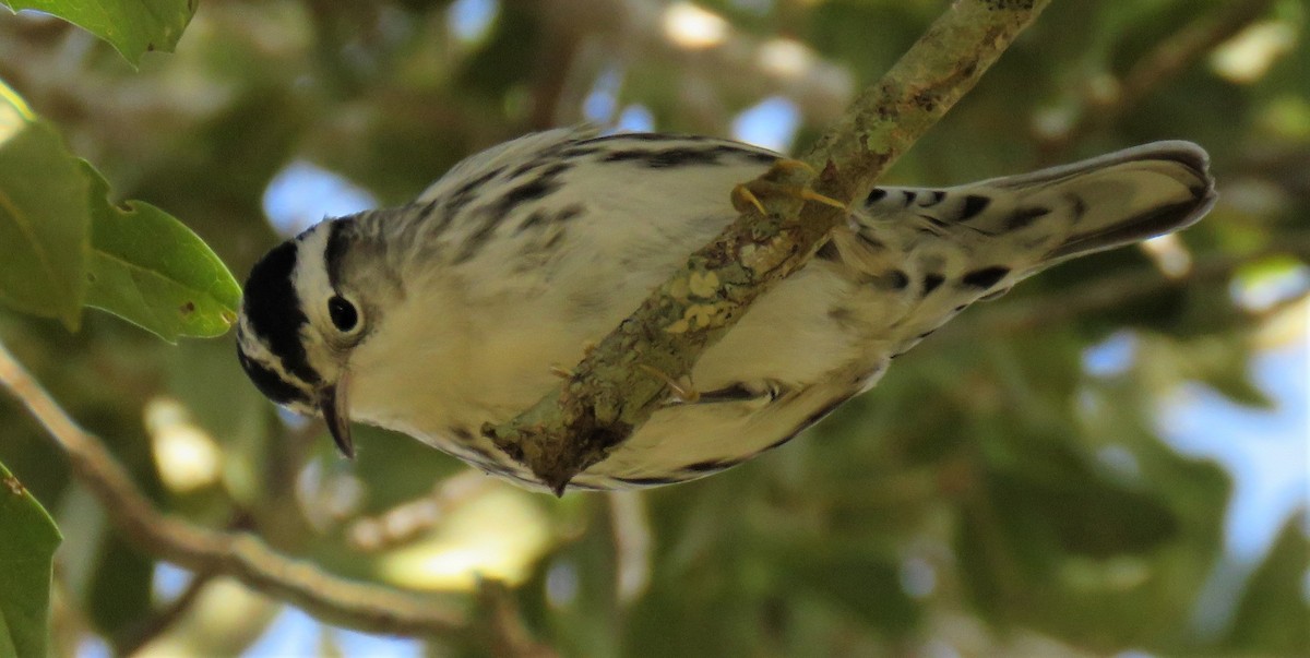 Black-and-white Warbler - ML135459131