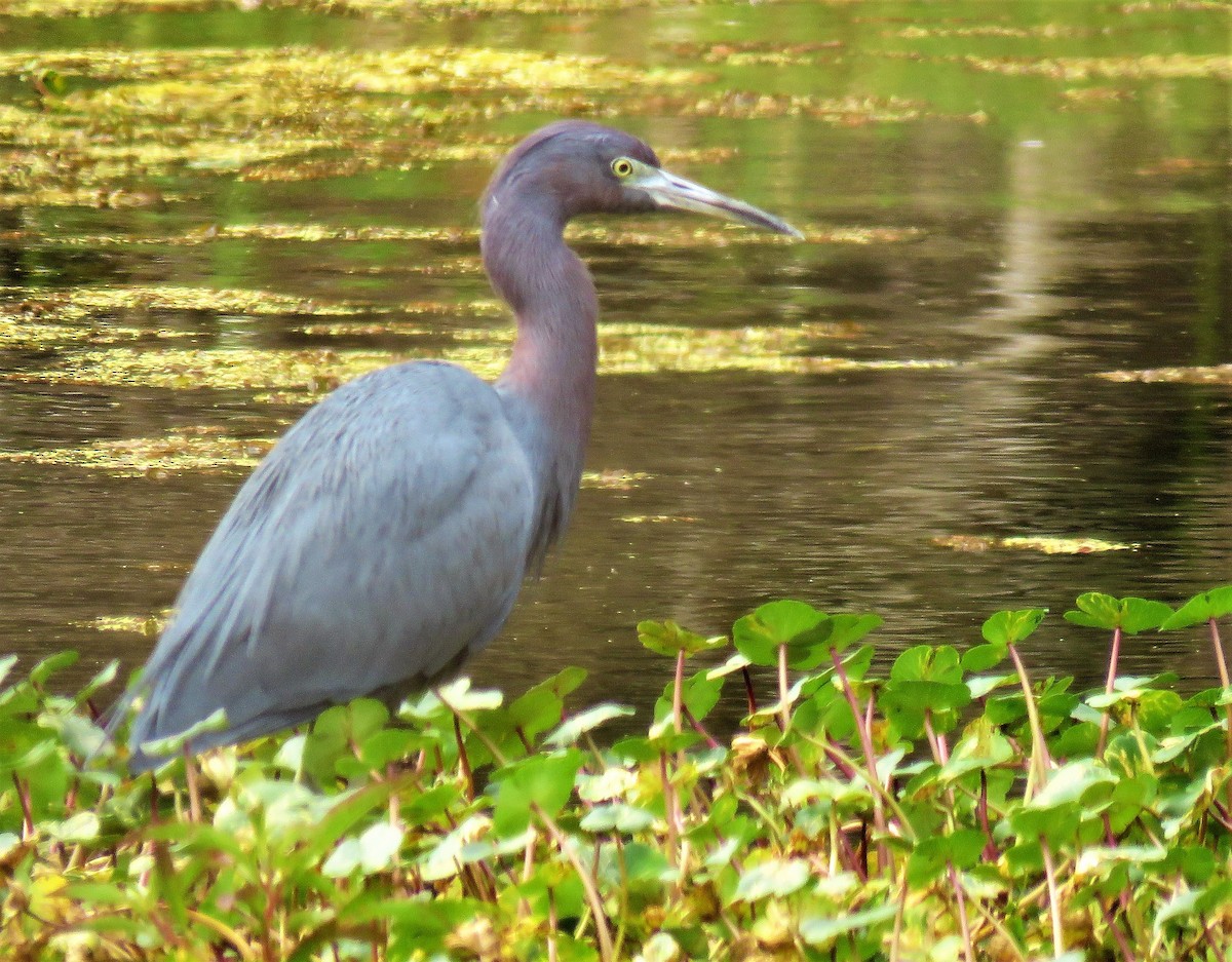 Little Blue Heron - ML135460141