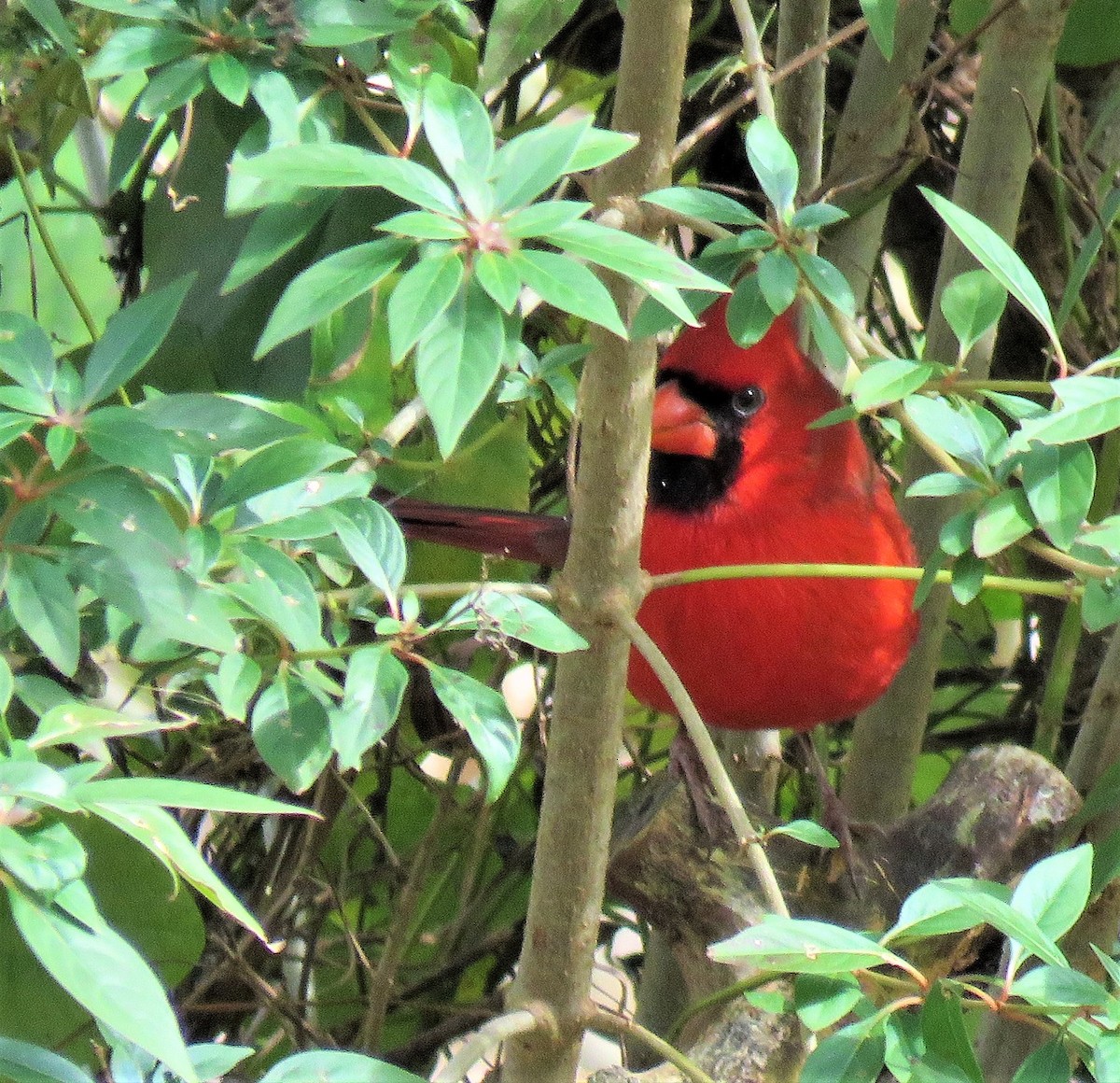 Cardinal rouge - ML135460281