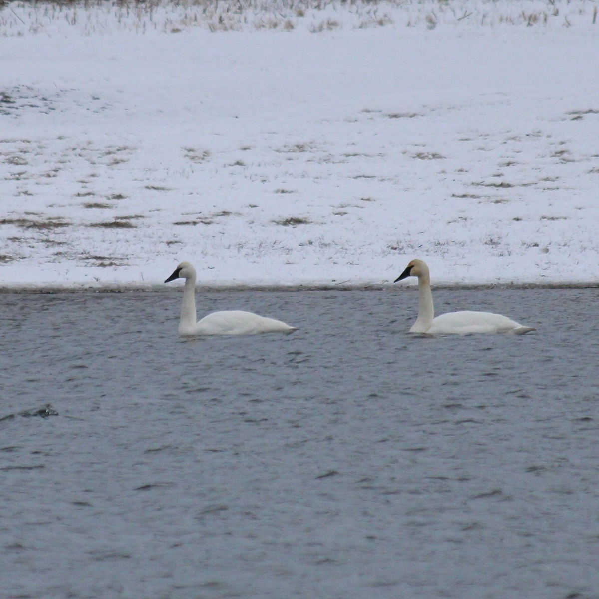 Trumpeter Swan - ML135460351