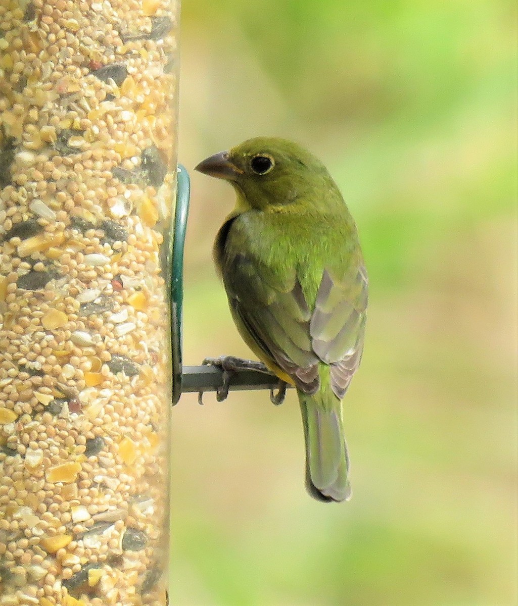 Painted Bunting - ML135460621