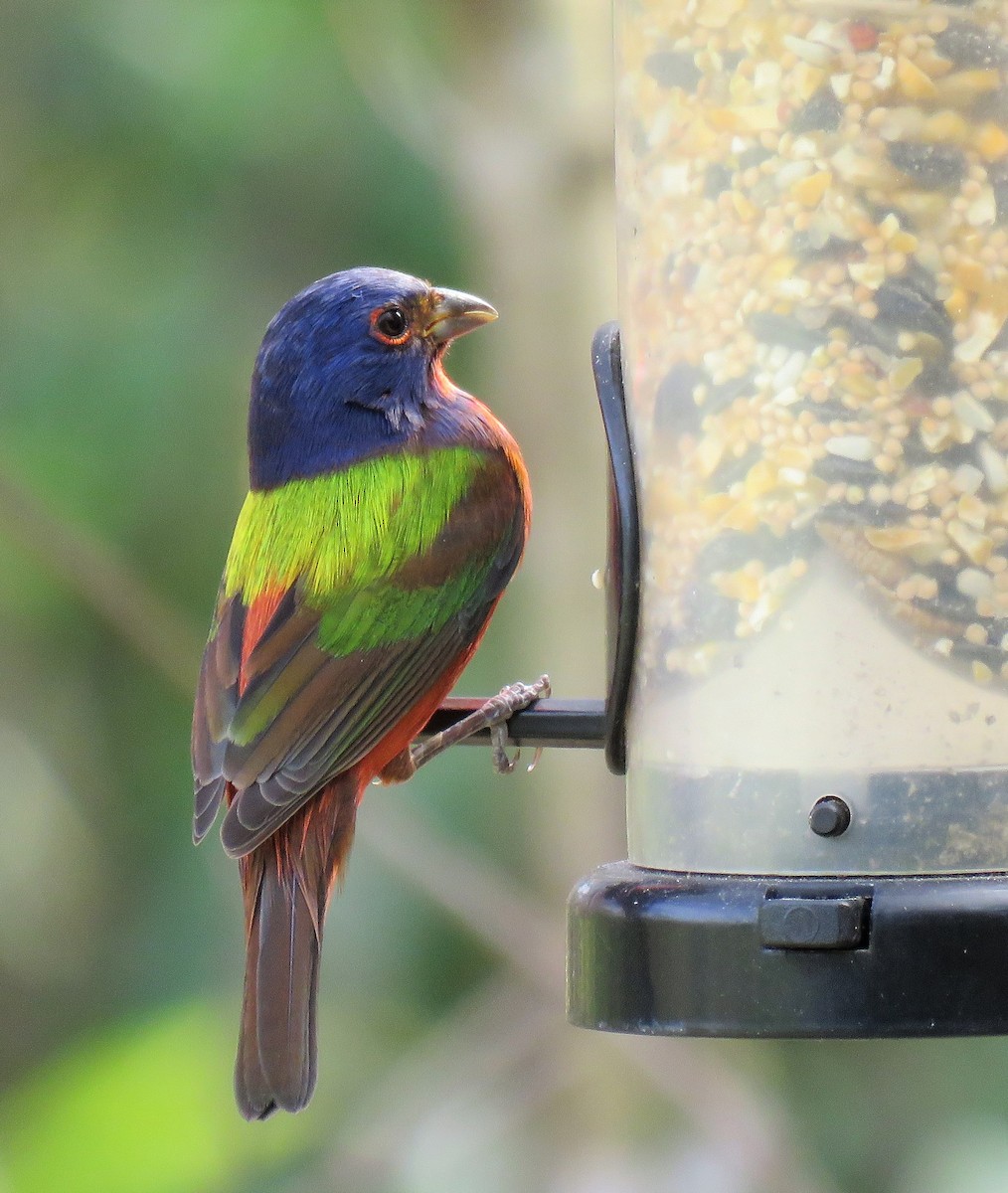 Painted Bunting - ML135460631