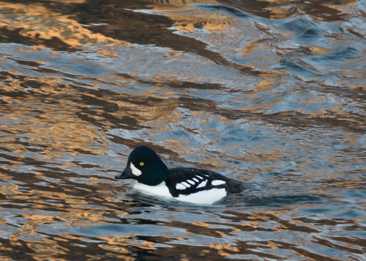 Barrow's Goldeneye - Logan Parker