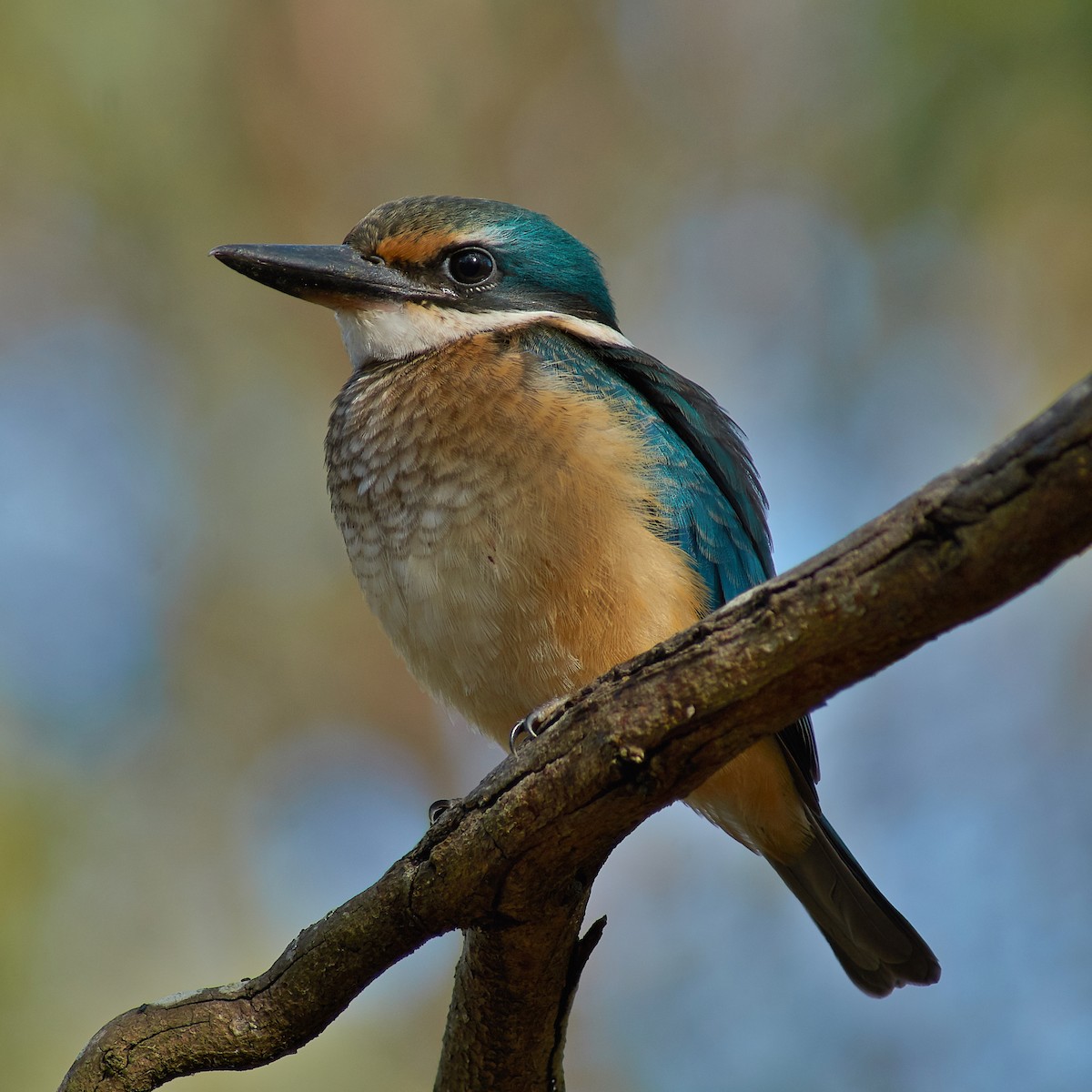 Sacred Kingfisher - ML135461341