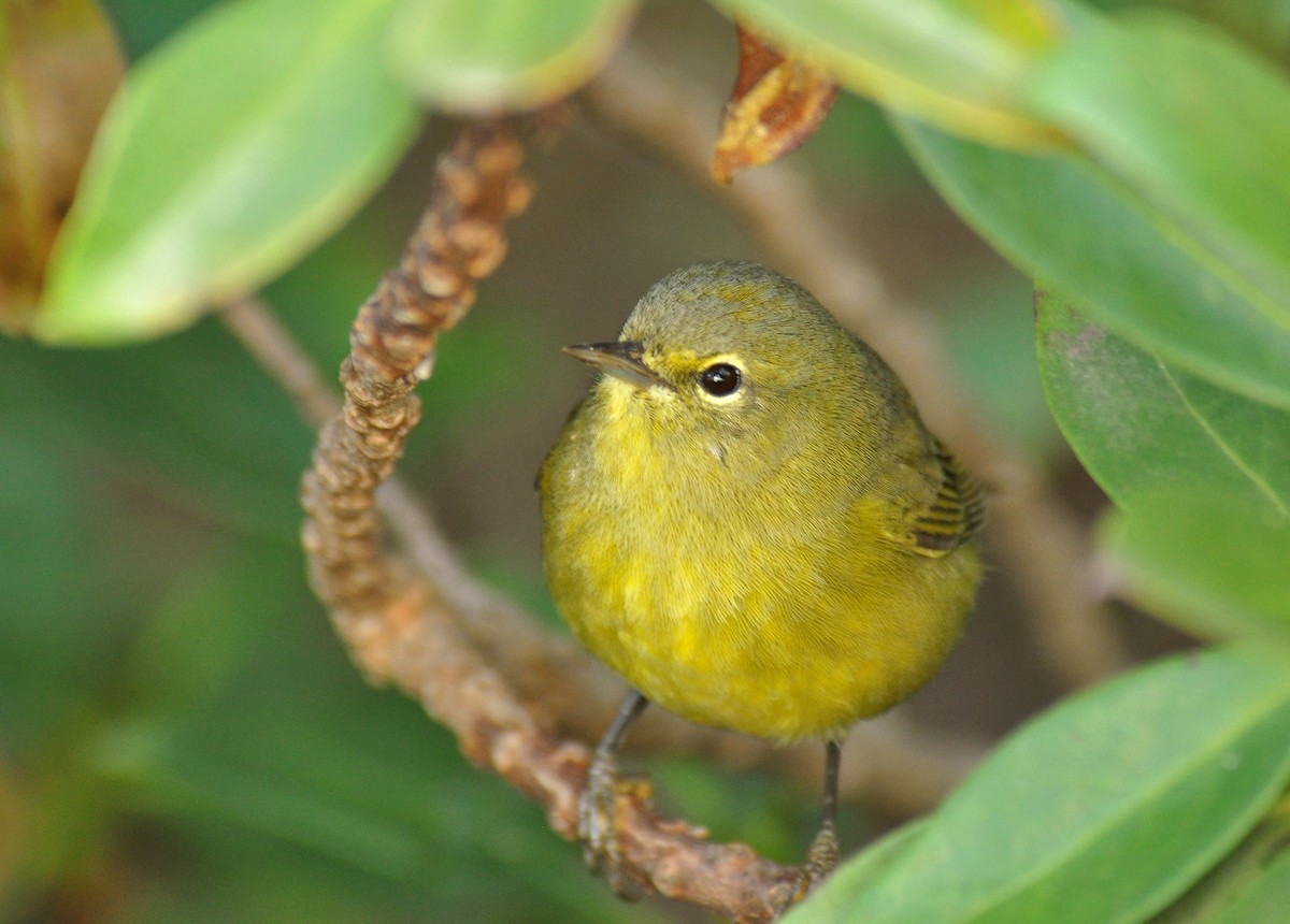 Orange-crowned Warbler - ML135463021