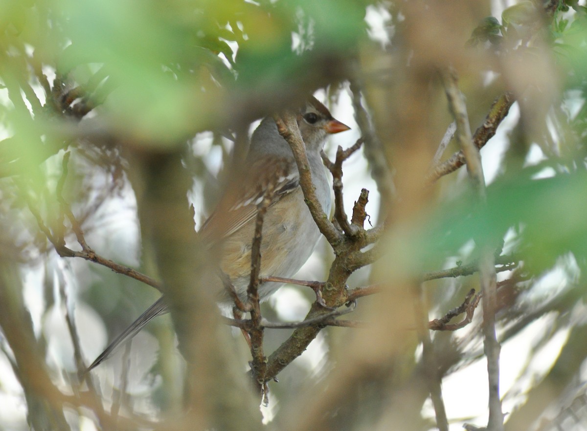 White-crowned Sparrow (Dark-lored) - ML135463181