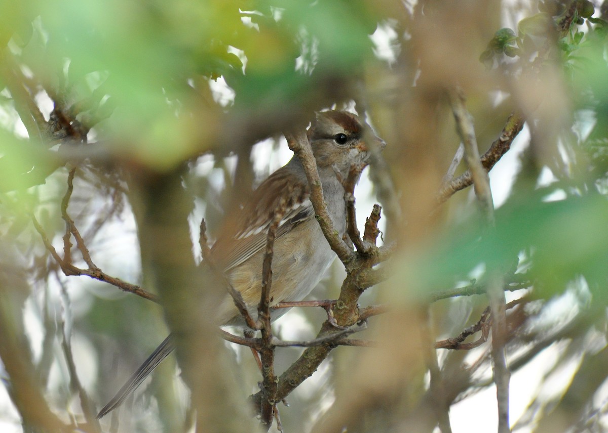 White-crowned Sparrow (Dark-lored) - ML135463221