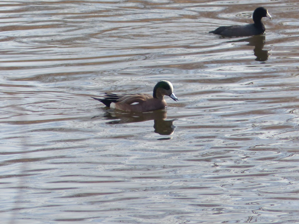 American Wigeon - ML135463341