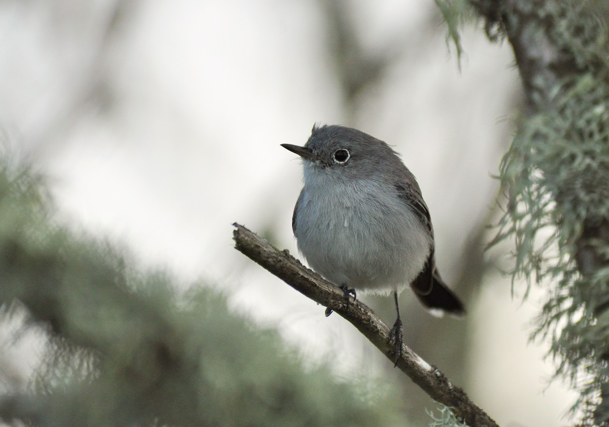 Blue-gray Gnatcatcher - ML135463391