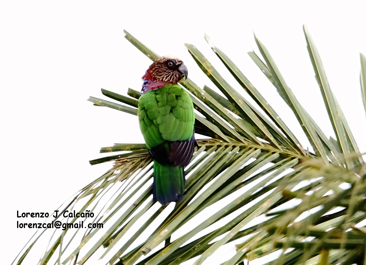 Red-fan Parrot - ML135463451