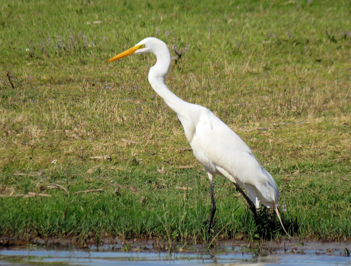 Great Egret - ML135463971