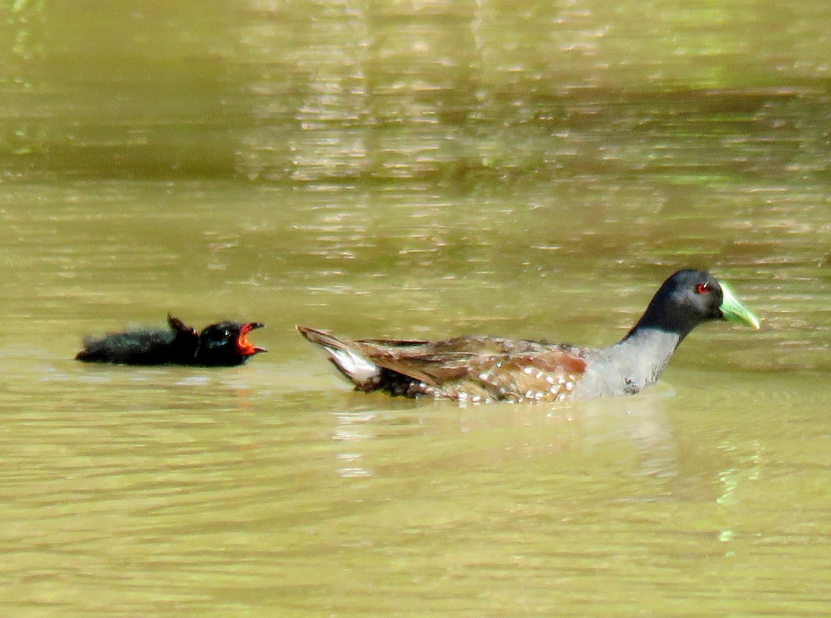 Spot-flanked Gallinule - ML135464481