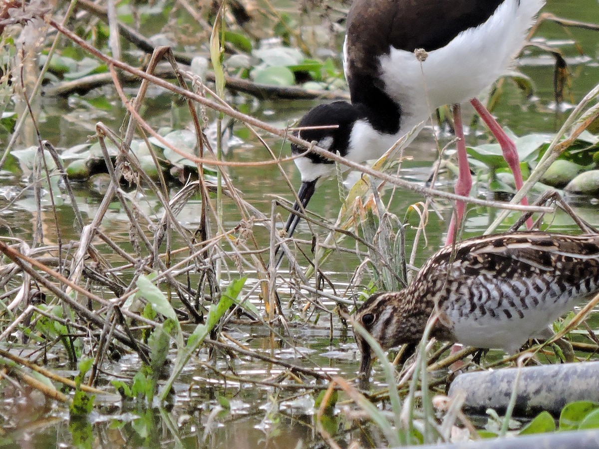 Wilson's Snipe - ML135464871