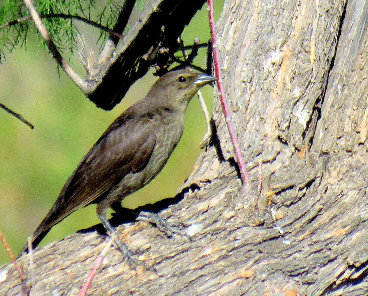 Shiny Cowbird - ML135465051