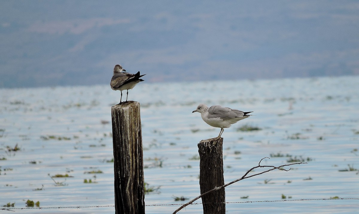 Laughing Gull - Nicola Cendron