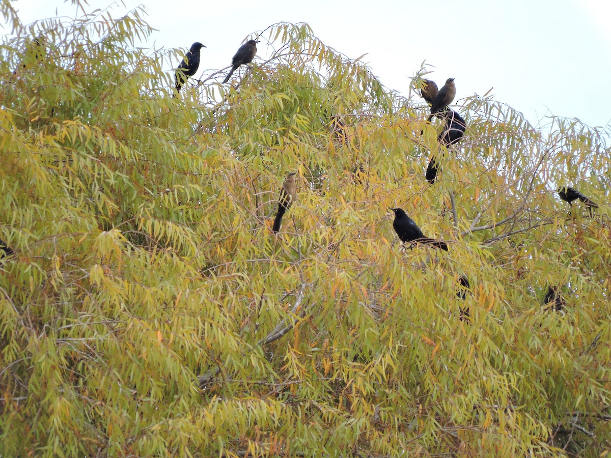 storhaletrupial (mexicanus gr.) - ML135466631