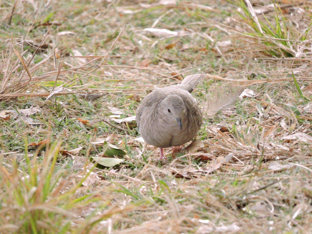 Inca Dove - ML135466821