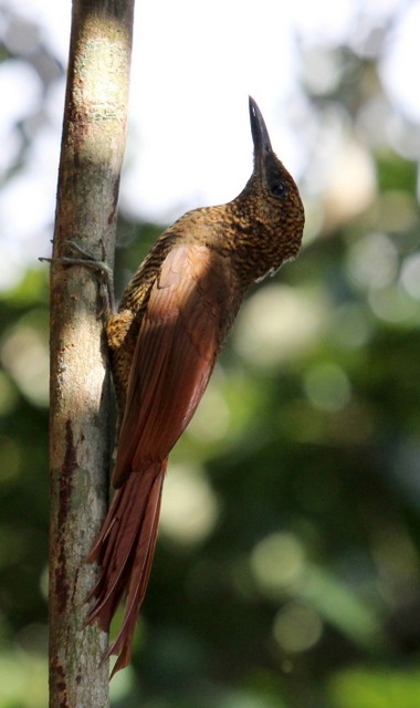 Northern Barred-Woodcreeper - Rolando Chávez