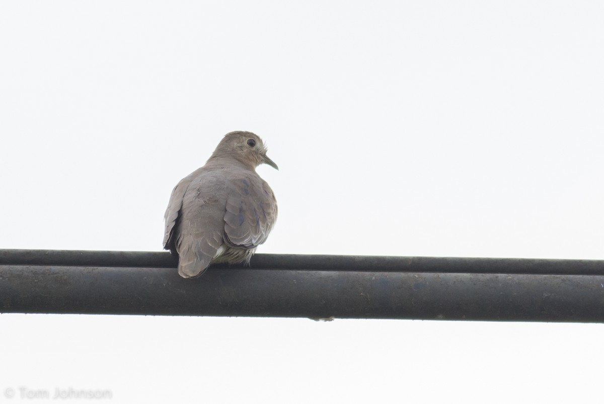 Plain-breasted Ground Dove - ML135468561