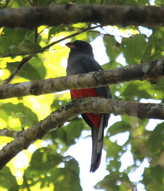 Gri Kuyruklu Trogon - ML135468971