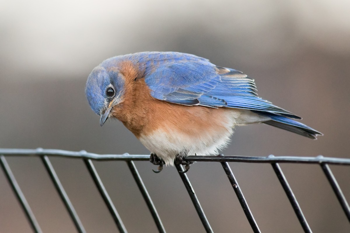 Eastern Bluebird - ML135469751