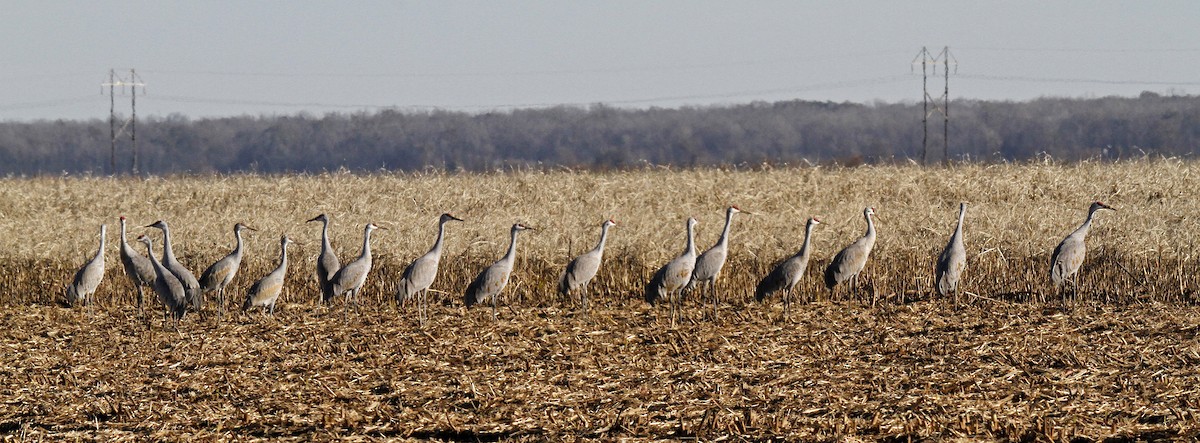 Sandhill Crane - ML135470351