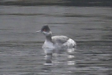 Eared Grebe - ML135471621