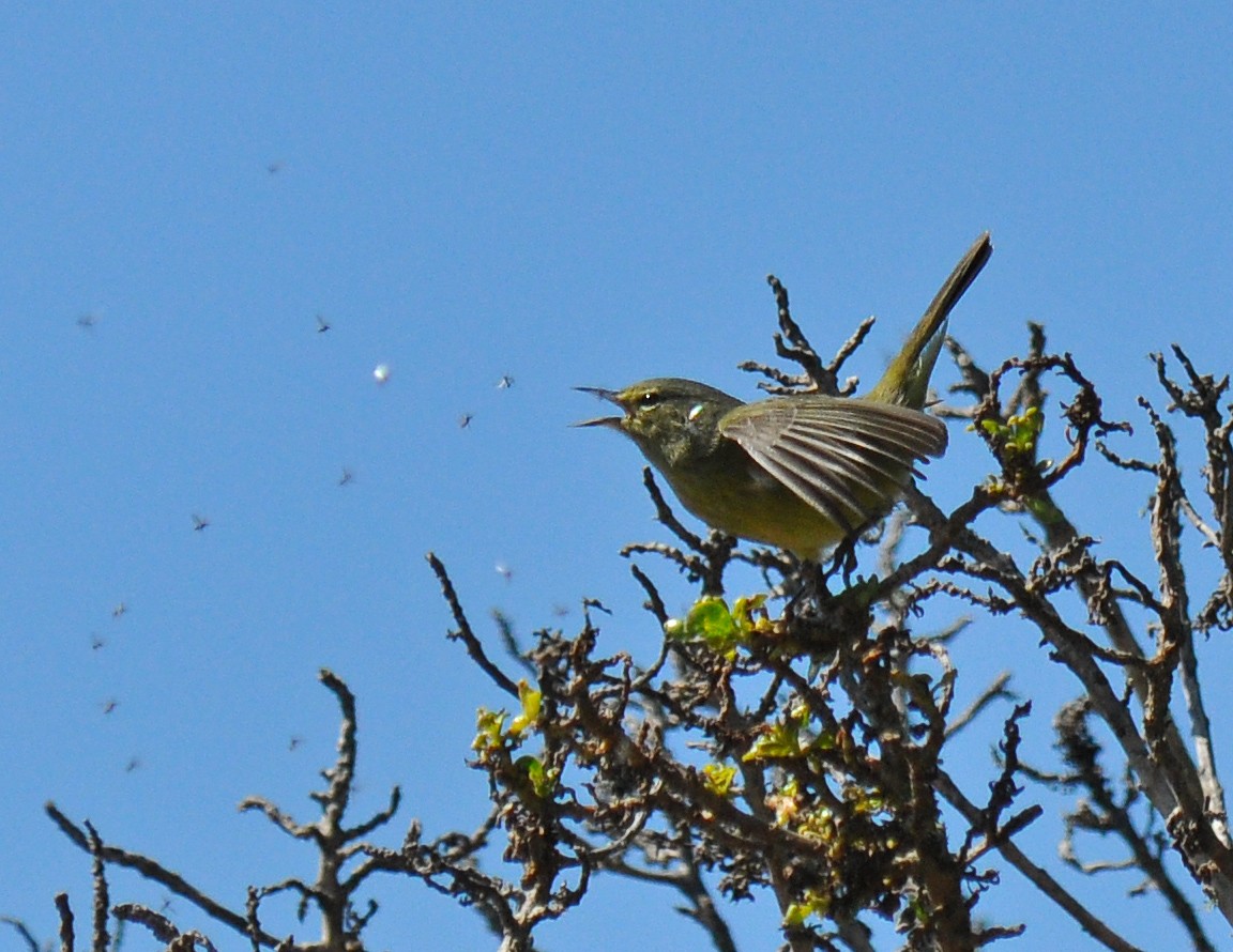 Orange-crowned Warbler - ML135471891