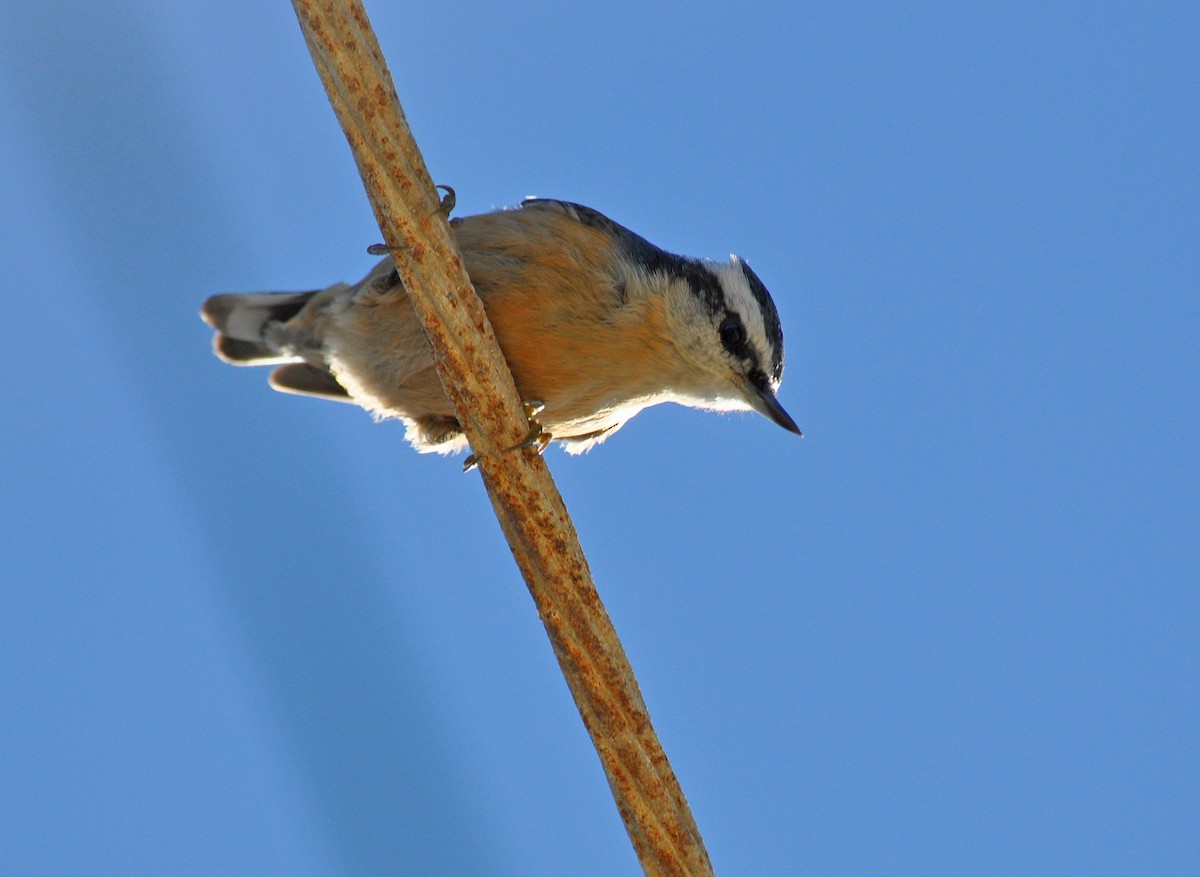 Red-breasted Nuthatch - ML135472731