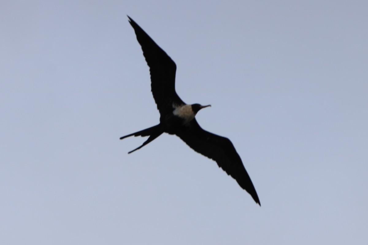 Lesser Frigatebird - ML135475591