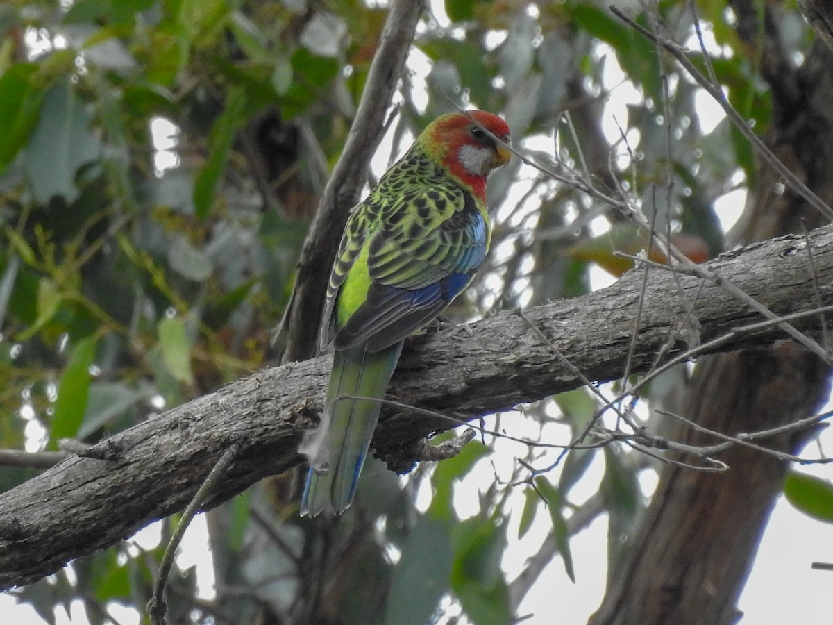 Eastern Rosella - Anonymous