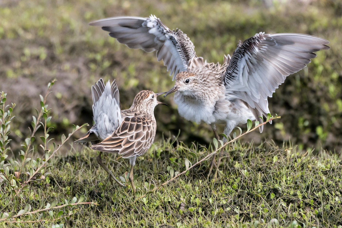 Sharp-tailed Sandpiper - Helen Cunningham