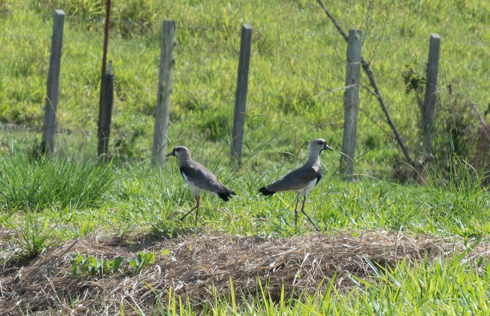 Southern Lapwing - ML135477721