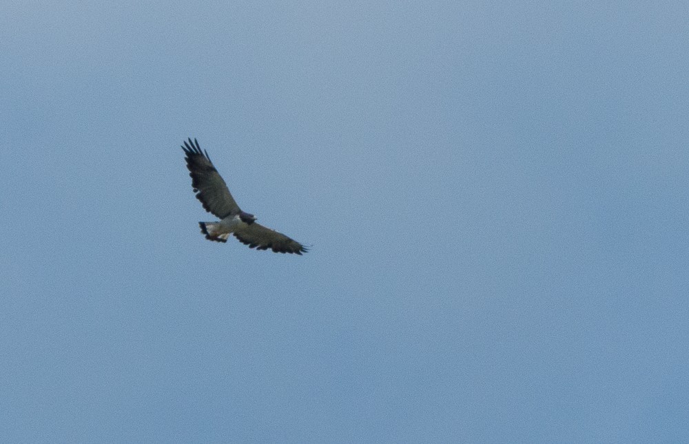 White-tailed Hawk - ML135477911