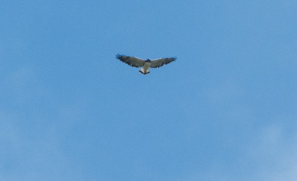 White-tailed Hawk - ML135477931