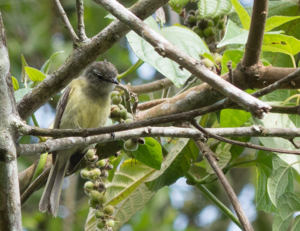 Vireo Chiví - ML135478251