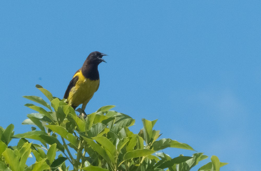 Yellow-rumped Marshbird - ML135478531