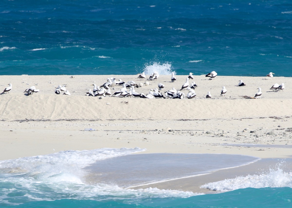 Masked Booby - ML135478551