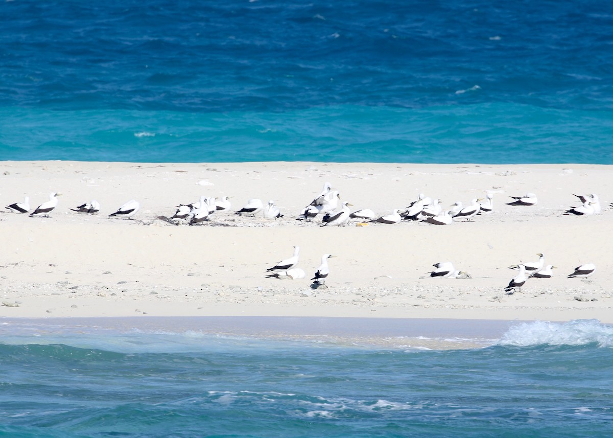 Masked Booby - ML135478561